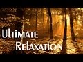 10 min of  ULTIMATE SLEEP | Relaxation | Forest Nature sounds