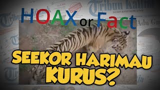 Beredar Video Harimau Sumatera Kurus di Kebun Binatang, Hoaks atau Fakta?