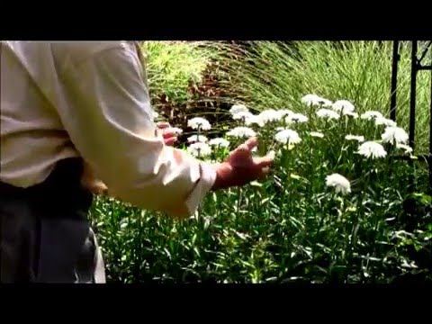 download lagu mp3 mp4 Alaska Shasta Daisy Care, download lagu Alaska Shasta Daisy Care gratis, unduh video klip Alaska Shasta Daisy Care