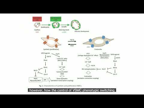 Canonical Transient Receptor Potential Channels and Vascular Smooth Muscle Cell Plasticity