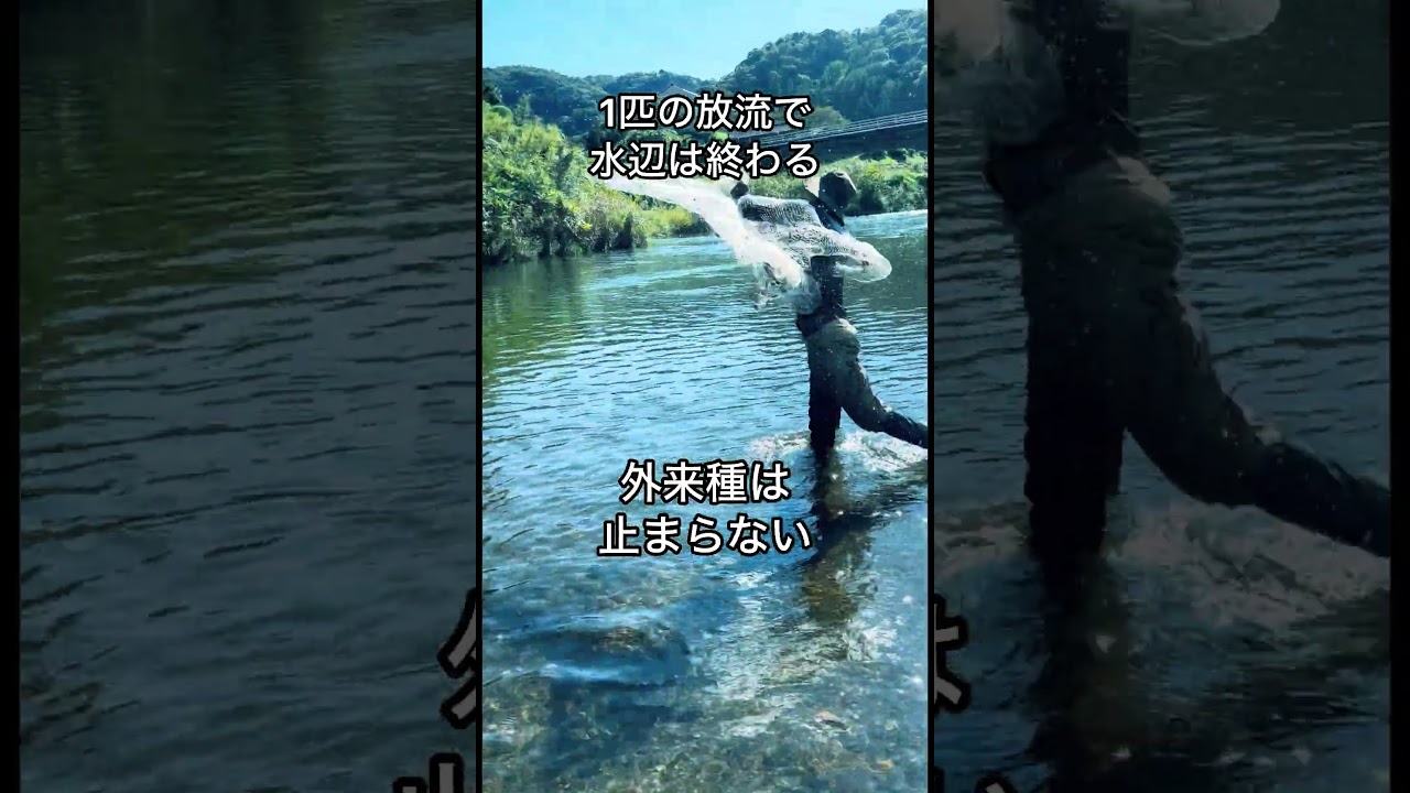 1匹の放流で水辺は終わる