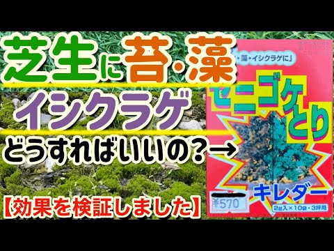 コケを完全に除去します。これにより、芝生が再び美しくなります。 トピックス