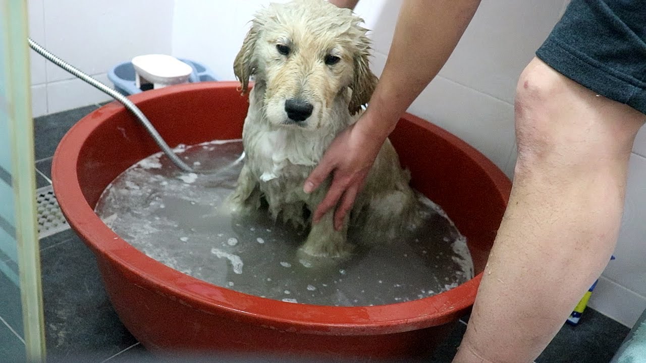 산에서 놀다온 아기 골든리트리버 첫 목욕