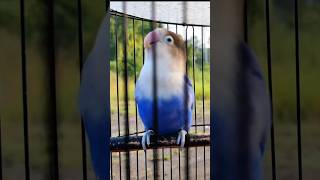 Download lagu labet ngekek panjang, masteran burung lovebird ngekek mp3 Download lagu labet ngekek panjang, masteran burung lovebird ngekek mp3