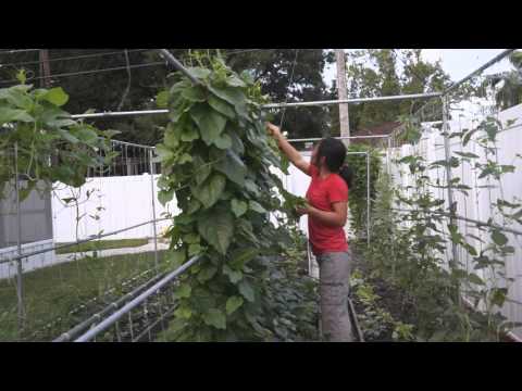 , title : 'How to grow Malabar spinach （木耳菜）'