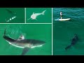Best Great White Shark Drone Footage of 2023 (Narrated) 4K