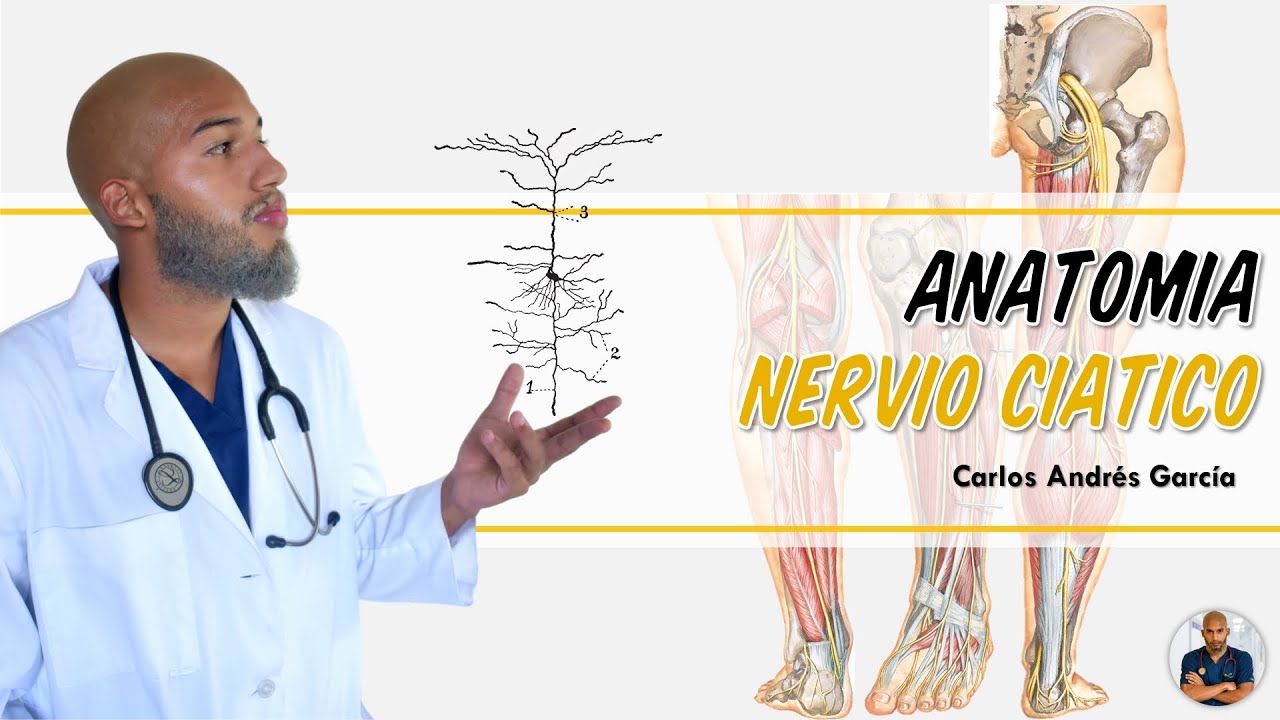 Anatomía - Nervio Ciático (Origen, Trayecto, Ramos Colaterales y Terminales)
