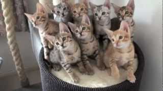 Those Kittens got hypnotized amazing training talent funny kittens