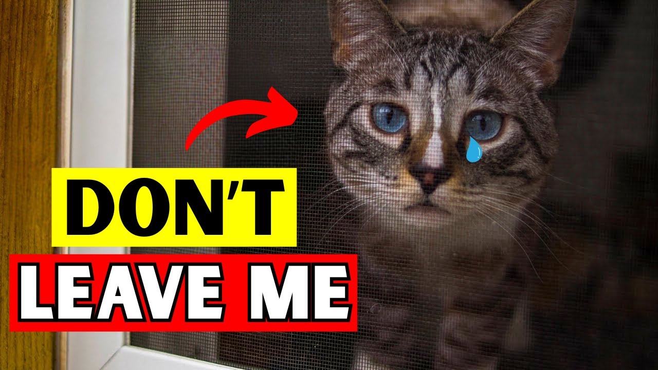 Never Do These 8 Things When Leaving Your Cat Alone
