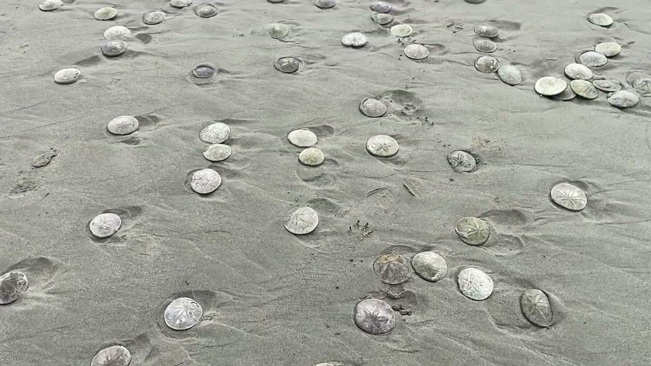 Thousands of sand dollars on Seaside Beach. - YouTube