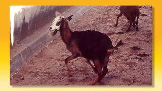 The 5 A's of Food Security #4: Appropriate