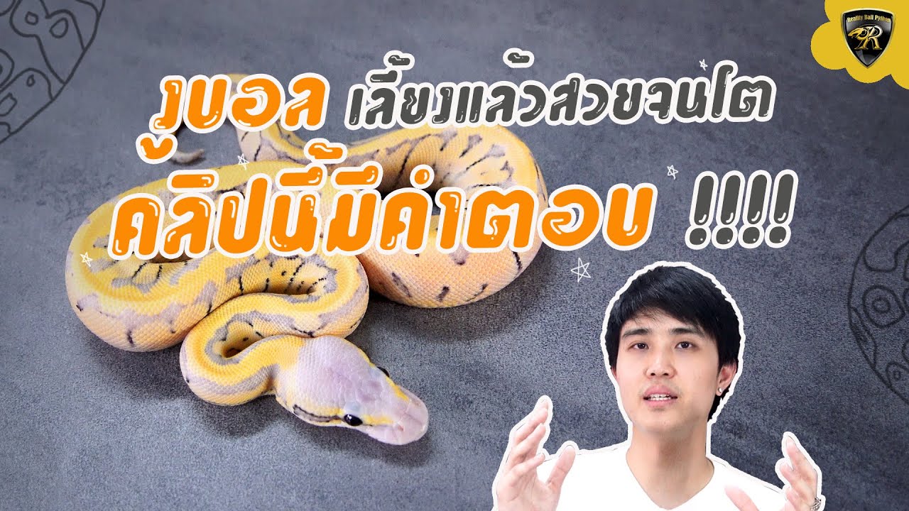 งูบอลมอร์ฟไหนไม่มีกระ เลี้ยงแล้วสวยจนโต ? "Reality Ball Python" [EP.74]