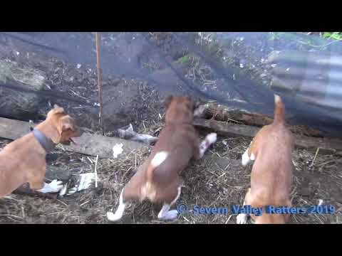 Severn Valley Ratters | Mayhem In The Bales | Episode 5 | 166 Rats Caught| Ratting with Terriers