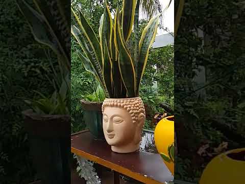 7 July 2025#public #varelshorts #flowers #love #highlight #varelsong