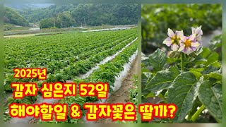 감자심은지 52일 감자꽃 이 피고 해야할일 2차방제 풀뽑기 등 [감자재배방법]