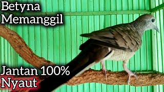 Download lagu PERKUTUT LOKAL BETINA MEMANGGIL JANTAN JENIS APAPUN NYAUT GACOR. mp3 Download lagu PERKUTUT LOKAL BETINA MEMANGGIL JANTAN JENIS APAPUN NYAUT GACOR. mp3