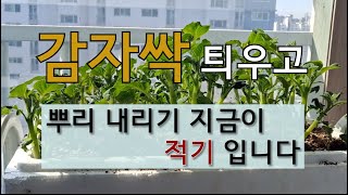 감자싹 틔우고 뿌리 내리기 지금이 적기 입니다. #감자싹 빨리 나는법 #감자 다수확 하는 방법 # 감자 심는…