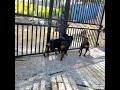John Vuli Gate Challenge