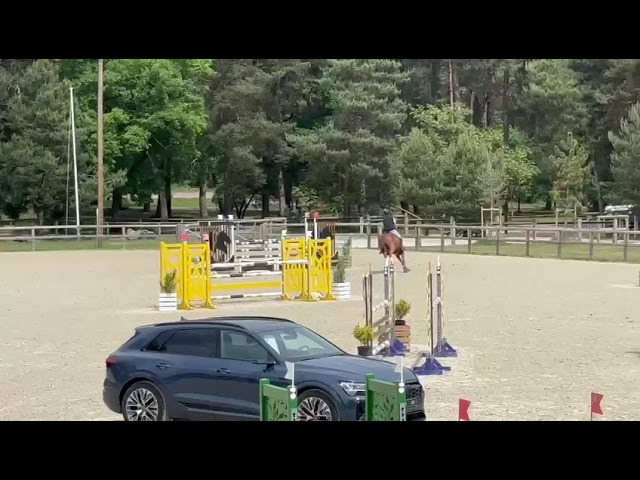 Vends cheval de sport de 8 ans