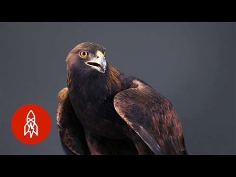 Strong, Swift, Sharp: The Powerful Golden Eagle