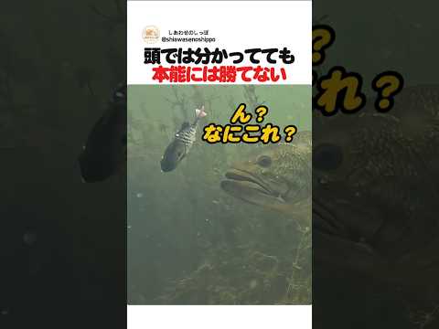 頭では分かってても本能には勝てない
