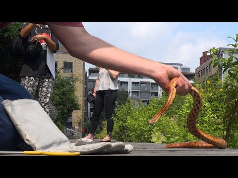 Snake!! Not what you expect to find in London..