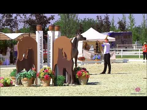 N.12 JWH FEDORA - Milan 2020 Arabian Horse Show - Fillies 2 Years Old (Class 2)