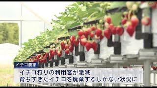 新型コロナウイルスの影響で苦境 神戸のイチゴ農家を支援