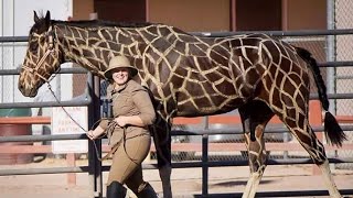 15 Most Unique Looking Horse Breeds on Planet Earth