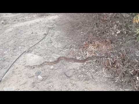SERPIENTE CONSTRICTORA EN HUABAL   CHEPÉN   LA LIBERTAD
