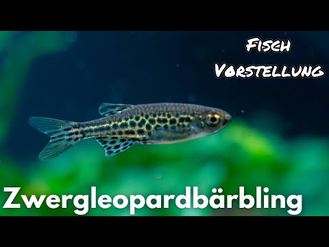 Dwarf Leopard Danio - Danio tinwini | Liquid Nature Fish Introduction