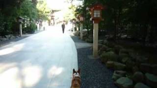 Download lagu Goro@Welsh corgi 20081107 Samukawa Shrine mp3 Download lagu Goro@Welsh corgi 20081107 Samukawa Shrine mp3