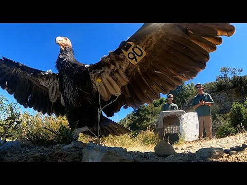 ENDANGERED California Condors Re-released to the Wild in Big Sur
