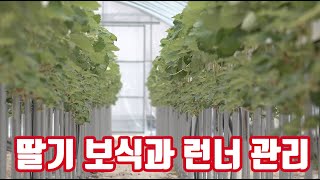 딸기 런너 관리 그리고 탄저병 위황병 짝잎으로 죽은 자리 딸기 보식하는 방법은?