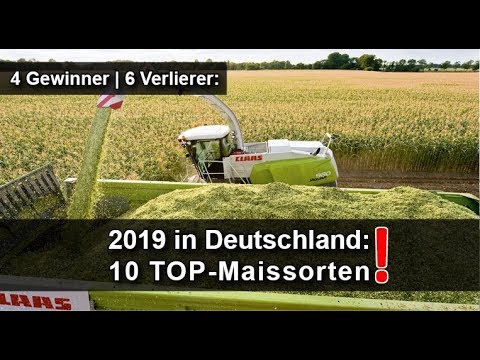 Maisernte 2019 - Das ist eine der besten Sorten der Maisernte 2019 + Maisernte 2018 + Maisernte 2017