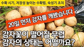 20일 먼저 감자를 캐봤습니다. 감자꽃이 떨어질 무렵 감자의 상태는 어떨까요?