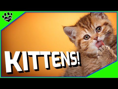 Top 10 Things About Kittens You Didn't Know