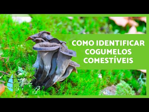 13 EDIBLE MUSHROOMS 🍄 How to identify them?