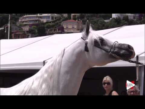 N.141 MURANAS JASSEHR - Menton 2015 - Stallions 8 years old & above (Class 10)