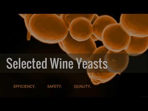 Selected wine yeasts : natural solution for winemaking