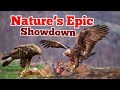 The Eternal Struggle: Predator vs. Prey Adaptations Revealed