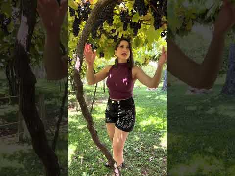 Plantação de Uva Nova Petrópolis Rio Grande do Sul