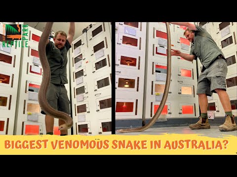 Is This Australia's Largest Venomous Snake? | Australian Reptile Park