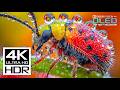 BEST HDR 4K 60fps Video Dolby Vision 8K 4K TV
