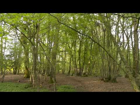 Walk through Panfield wood