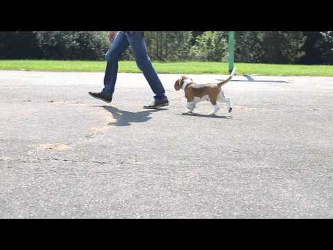 BACARDI VOLCANO OF DEVIZAS 4 months