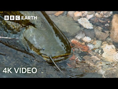 The Fish That Hunts Pigeons | 4K UHD | Planet Earth II | BBC Earth