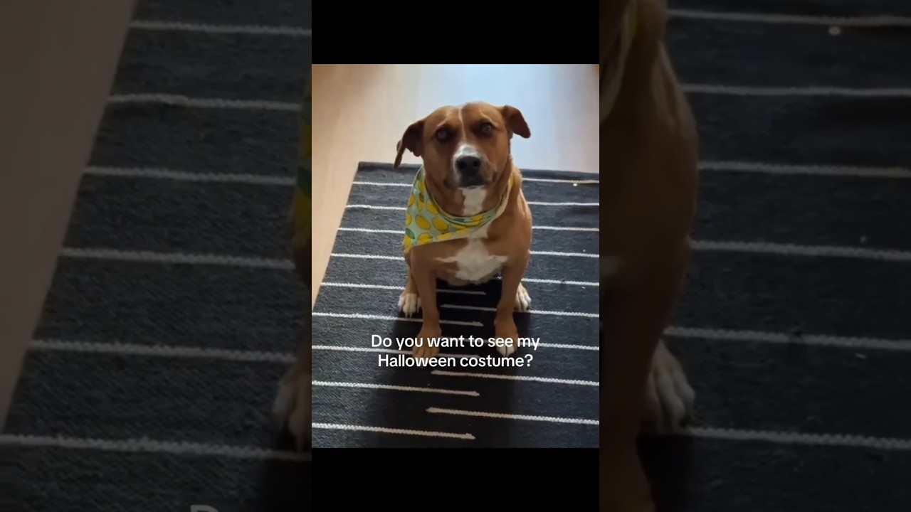 Enlarge Felice, a Adoptable mixed breed in Mississauga, ON video 6/6