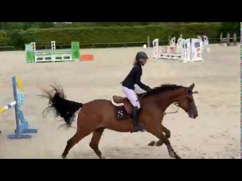 FRISCO SEMILLY (Tornesch x Eyken des Fontenis) 5ans / 5YO