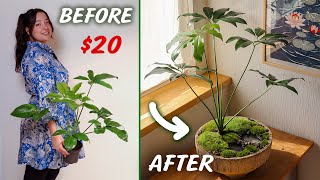 $20 Plant Challenge, 7 Youtubers, 1 Winner